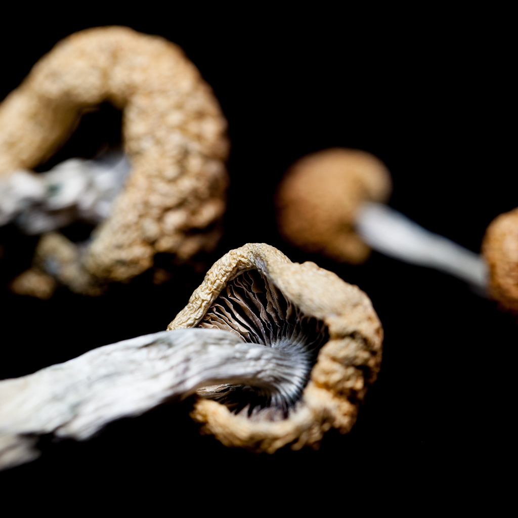 Amazonian – Dry Mushrooms