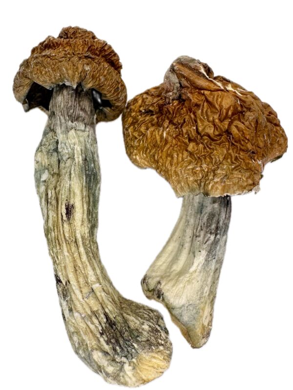 GOLDEN TEACHER - Dry Mushrooms