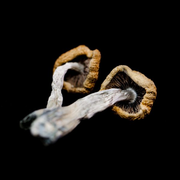 GOLDEN TEACHER – Dry Mushrooms