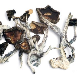 Thai – Dry Mushrooms