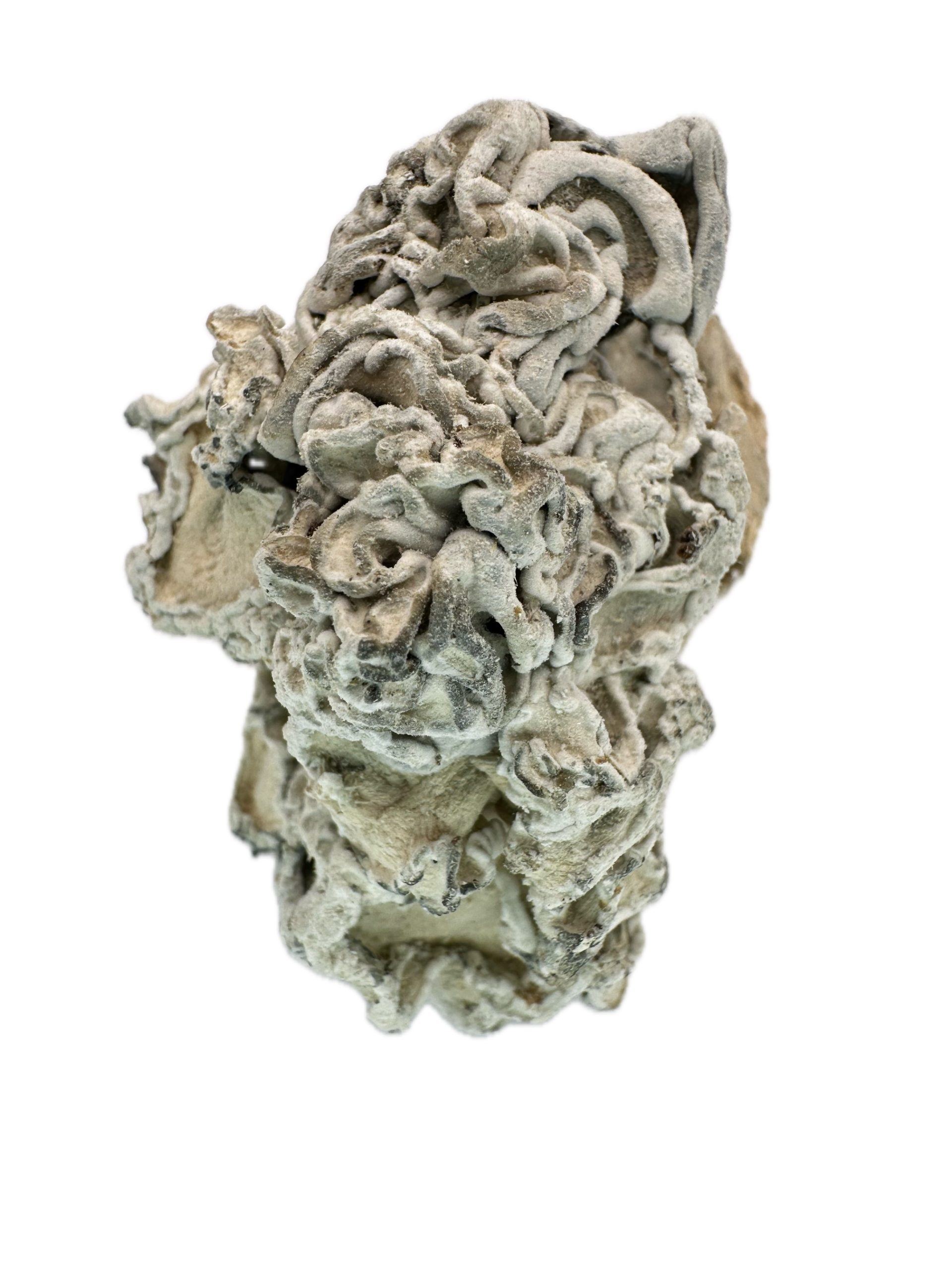 María Sabina Magdalena – Dry Mushrooms