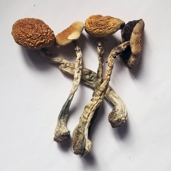 B + – Dry Mushrooms