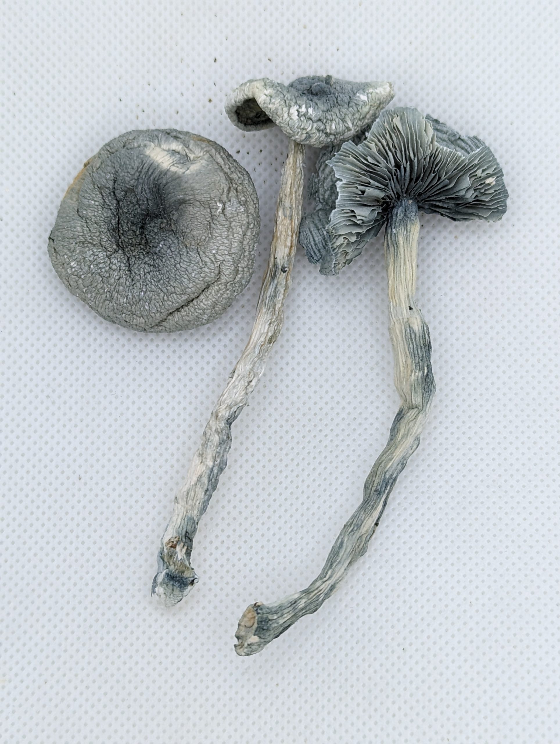 Albino Zilla – Dry Mushrooms