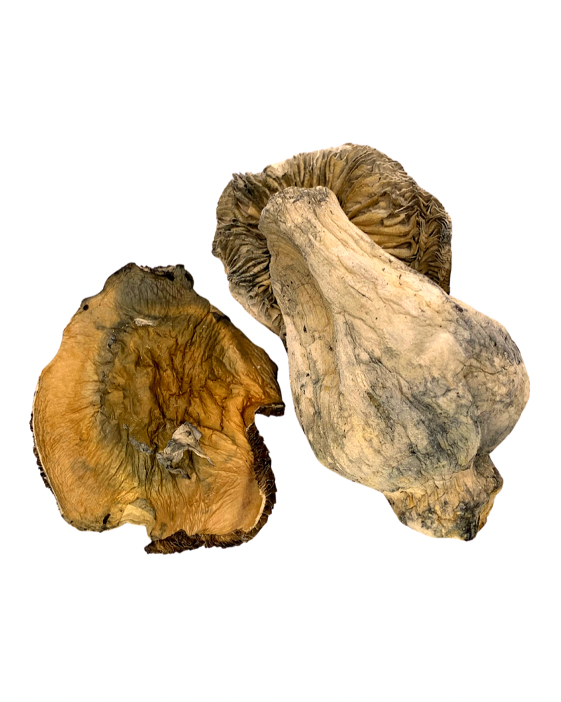 Makilla Gorilla – Dry Mushrooms