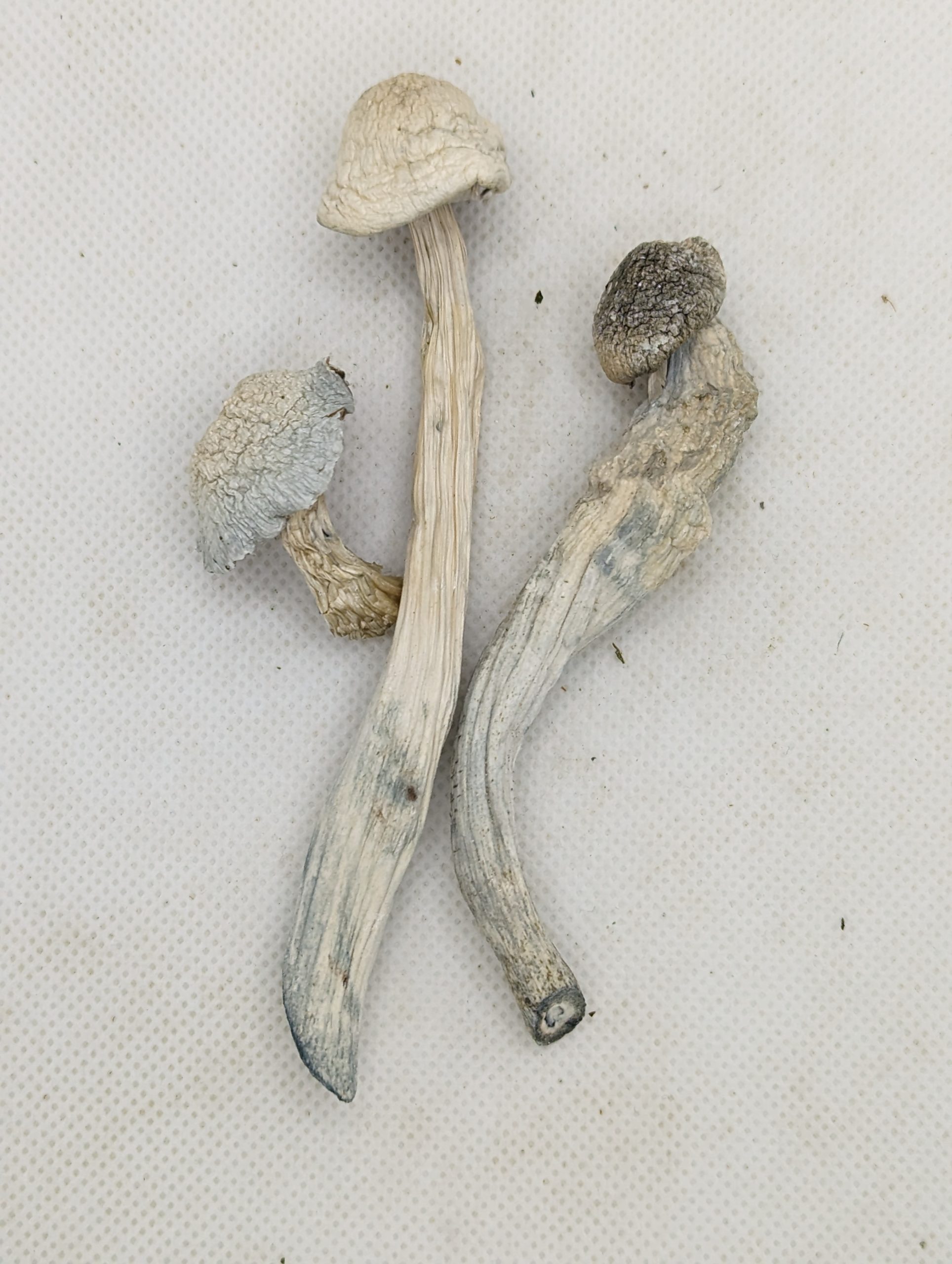 Albino Treasure Cove – Dry Mushrooms
