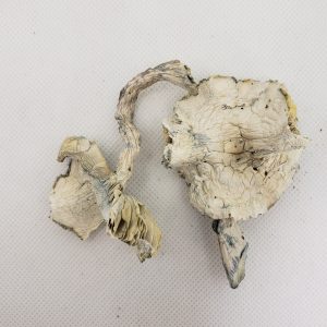 Albino – Dry Mushrooms