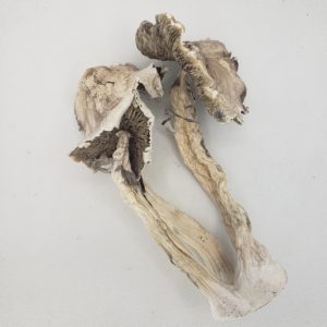 Albino Roller Coaster – Dry Mushrooms