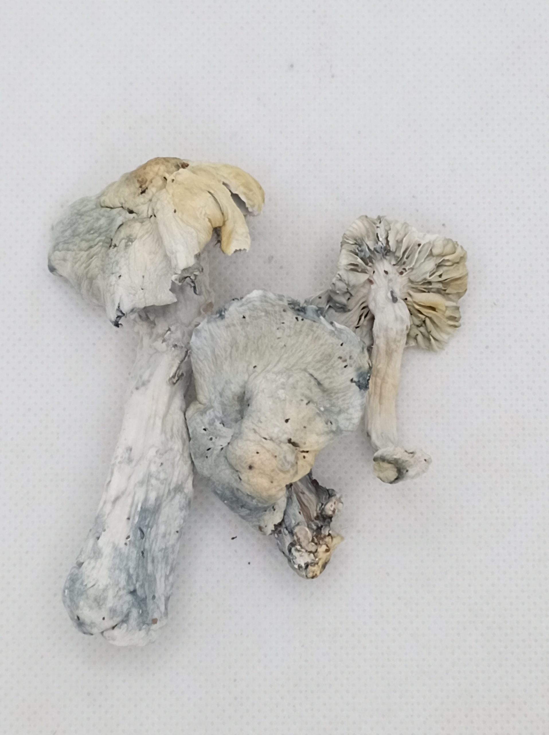 Phobo – Dry Mushrooms