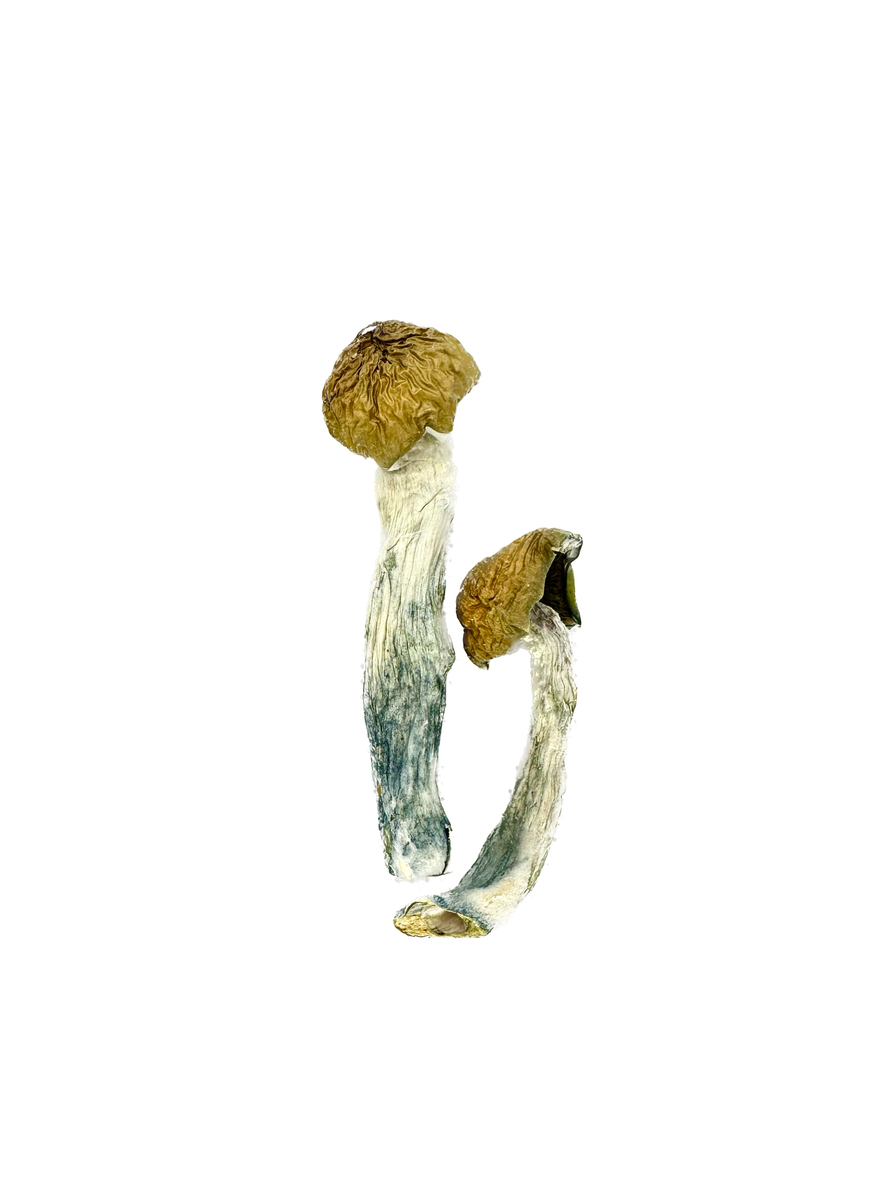 Blue Pulaski – Dry Mushrooms