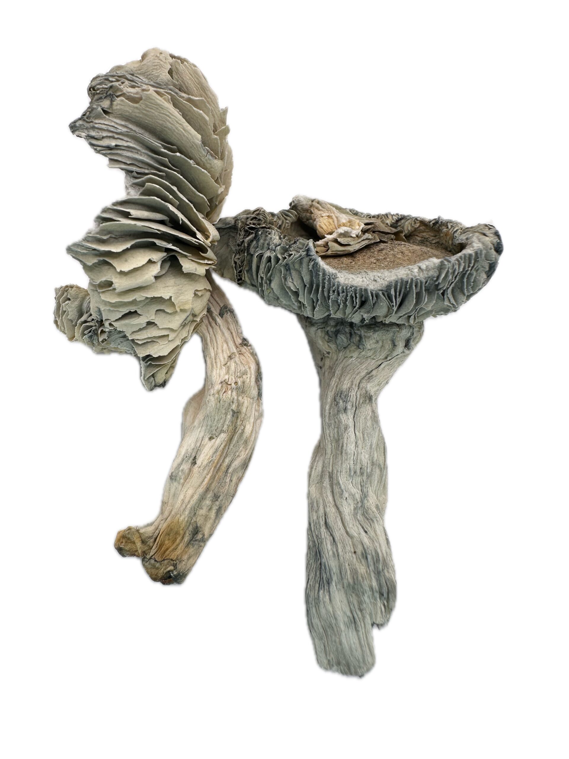 Avery Albino  – Dry Mushrooms