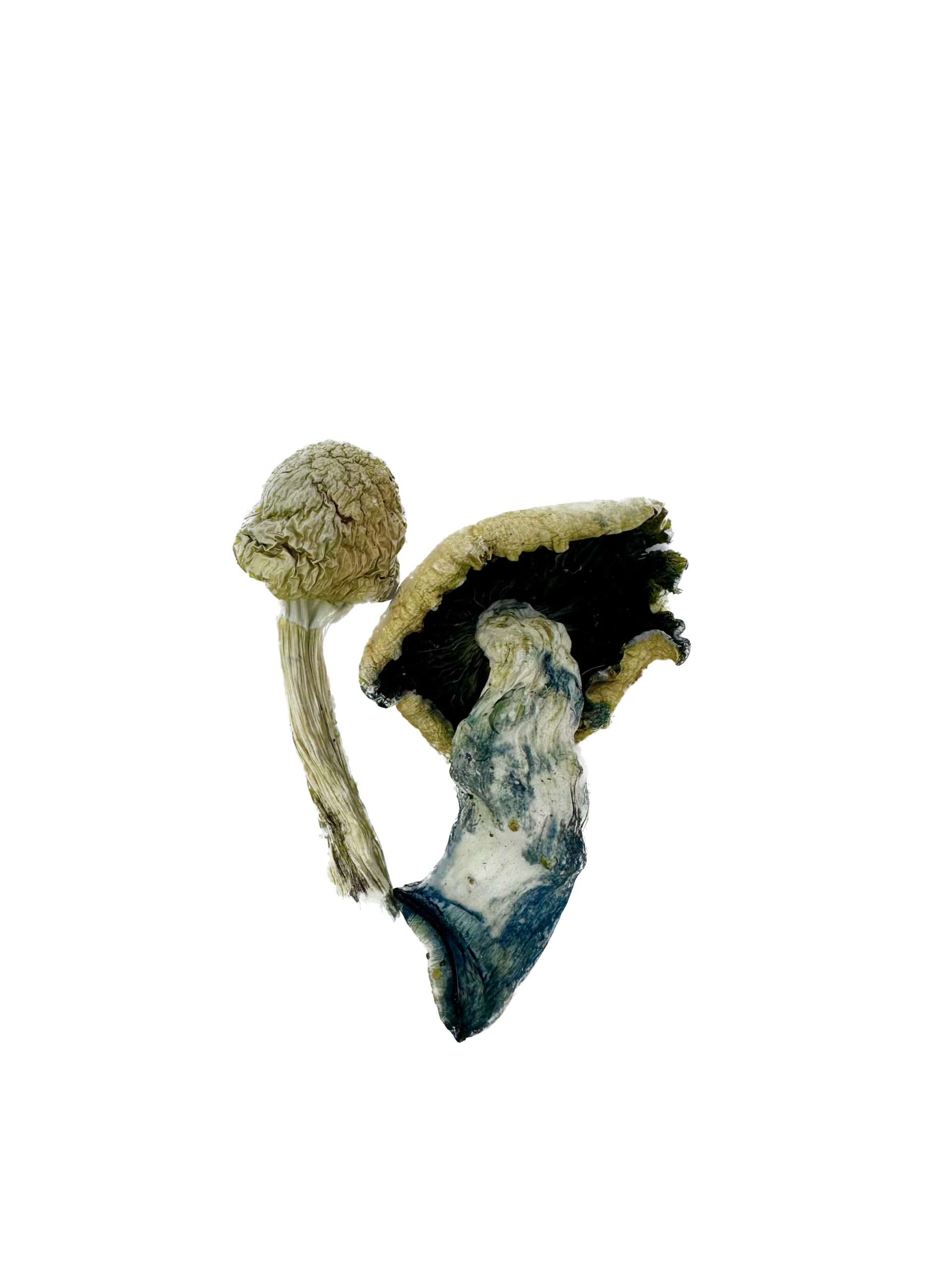 Colombian – Dry Mushrooms