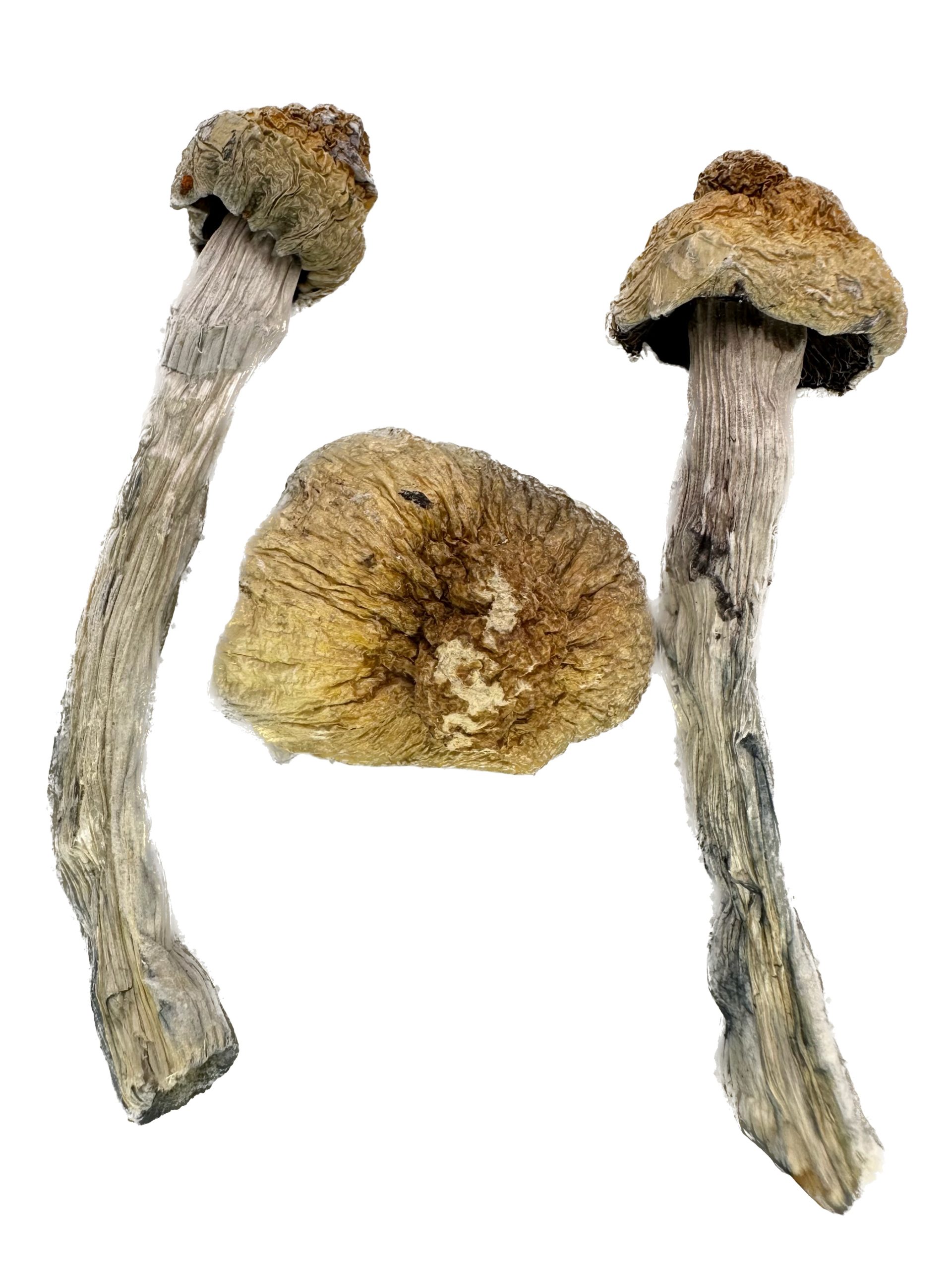 B+ (Cubensis x Azurescens) – Dry Mushrooms