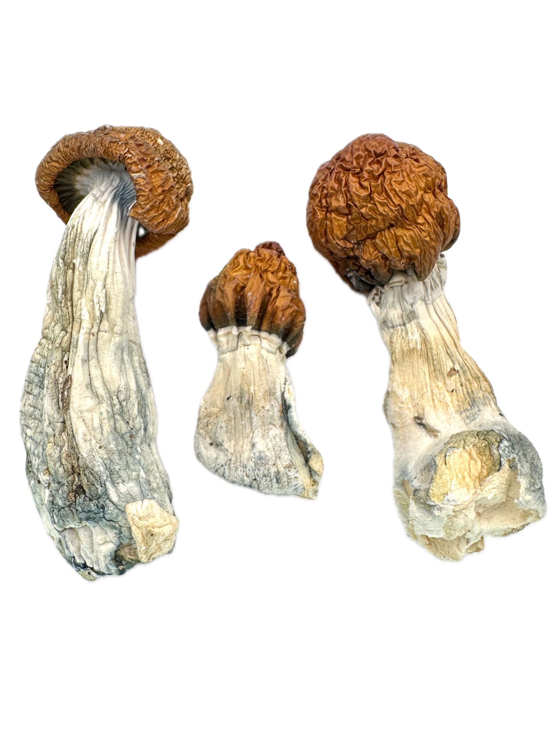 Blue Meanies – Dry Mushrooms