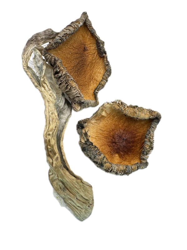 Blue Meanies (Panaeolus Cyanescens)- Dry Mushrooms