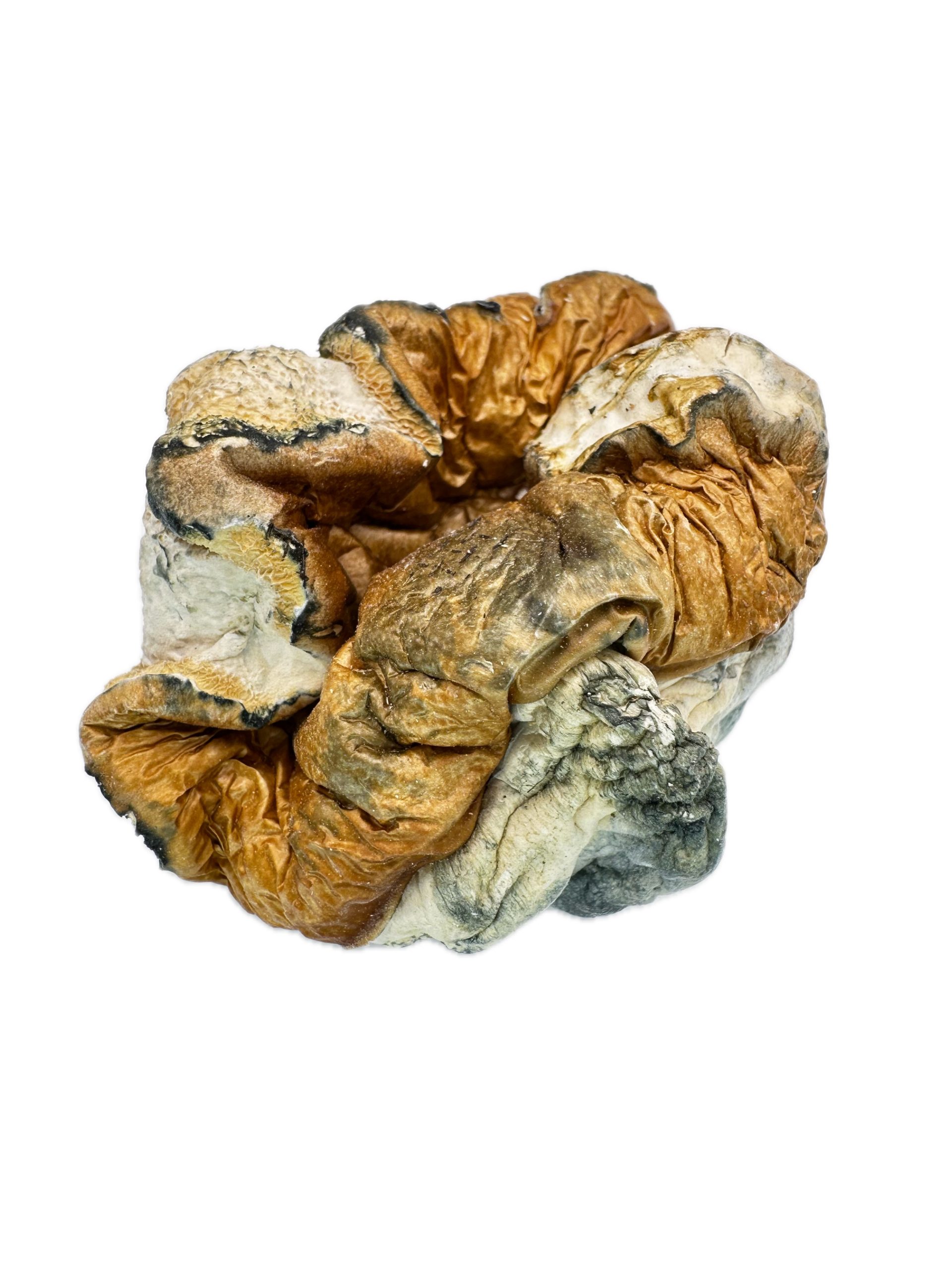 Dino Eggs – Dry Mushrooms
