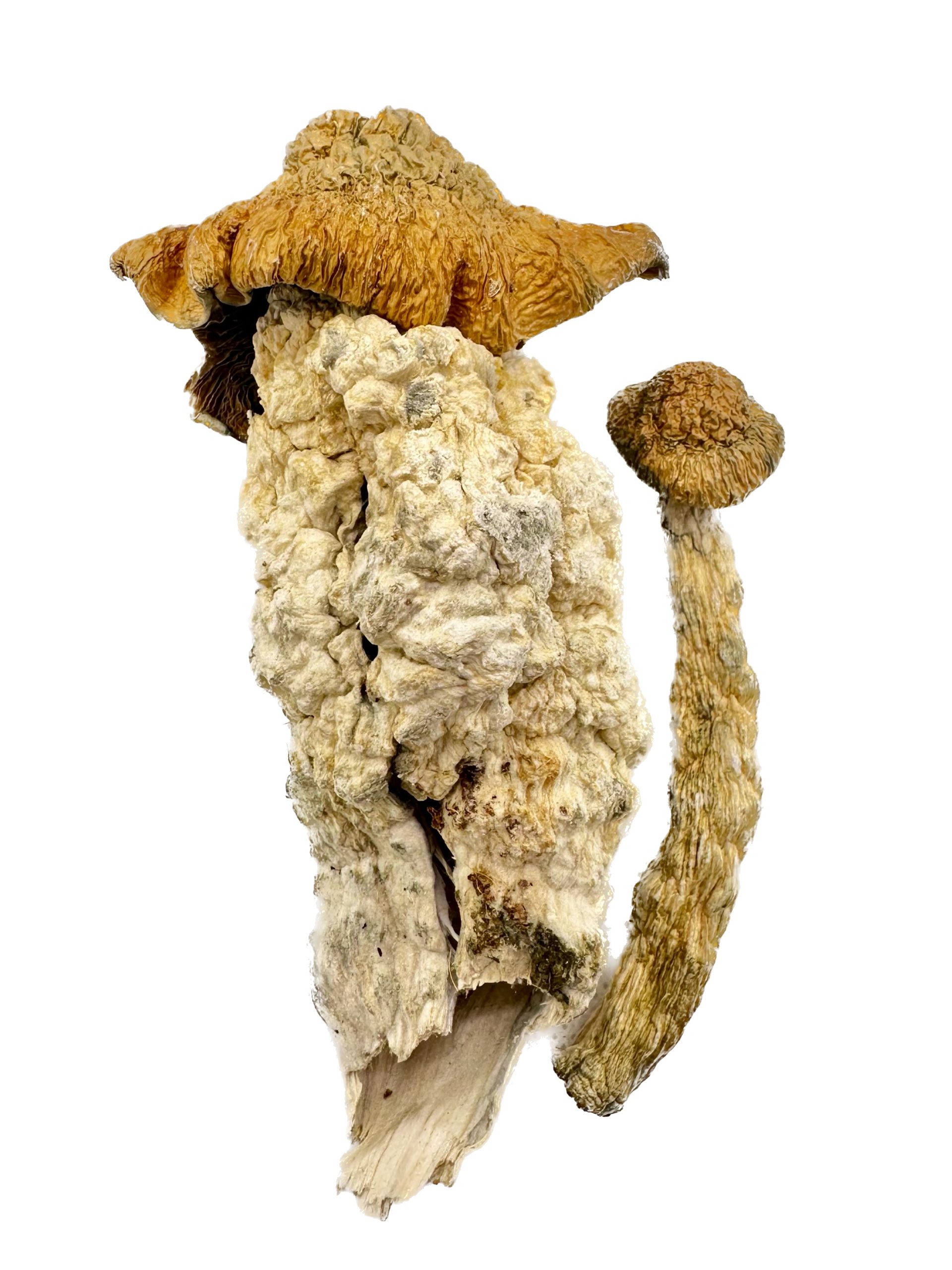 Liberty Cap – Dry Mushrooms