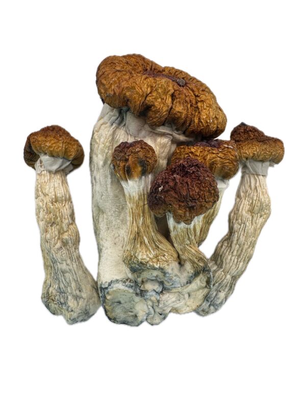 Penis Envy  - Dry Mushrooms