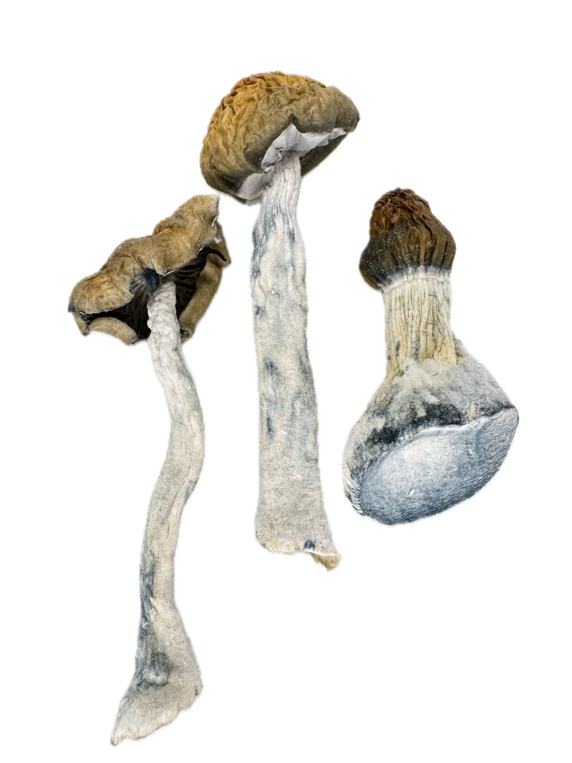 Blue Polaris – Dry Mushrooms