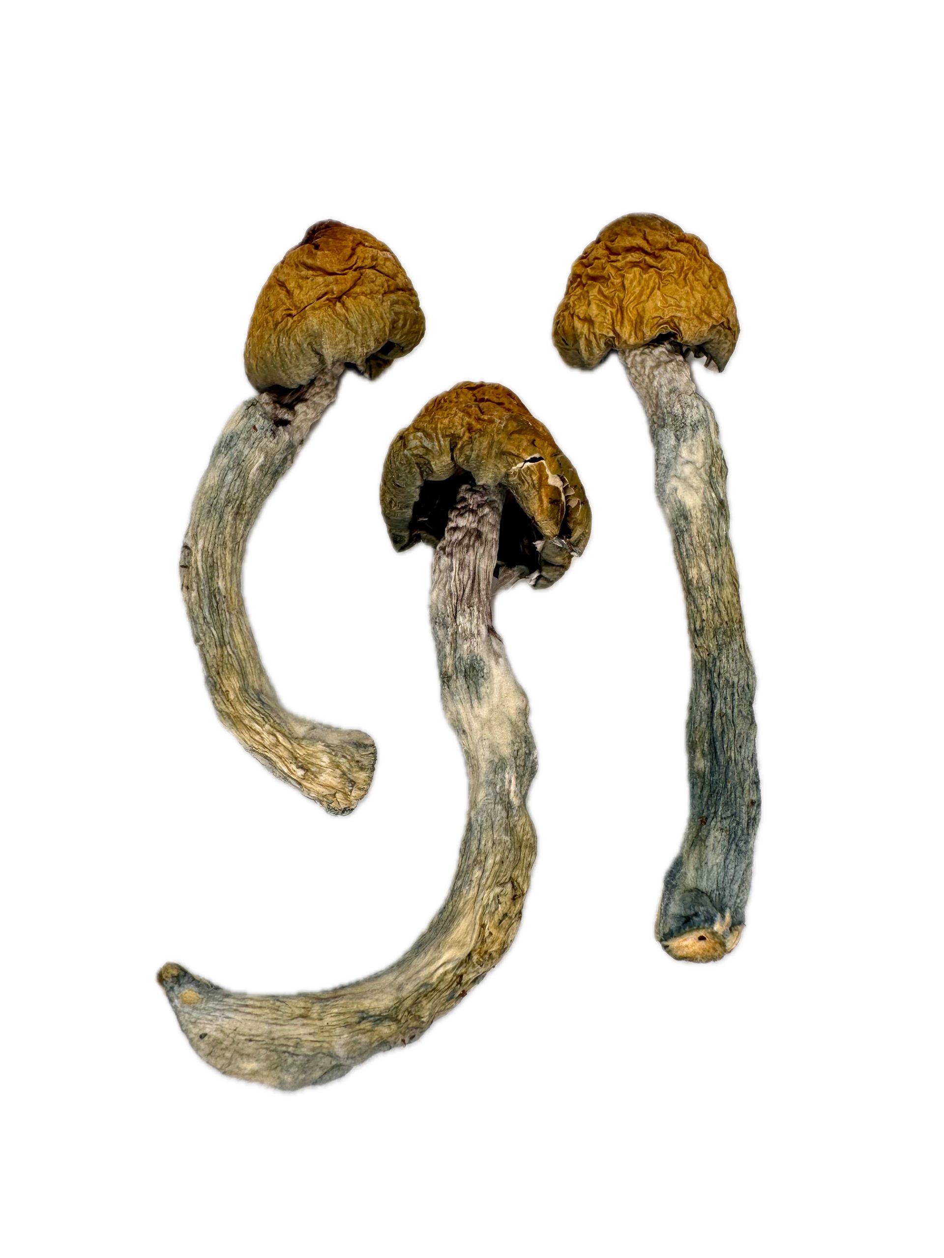 Blue Pulaski – Dry Mushrooms