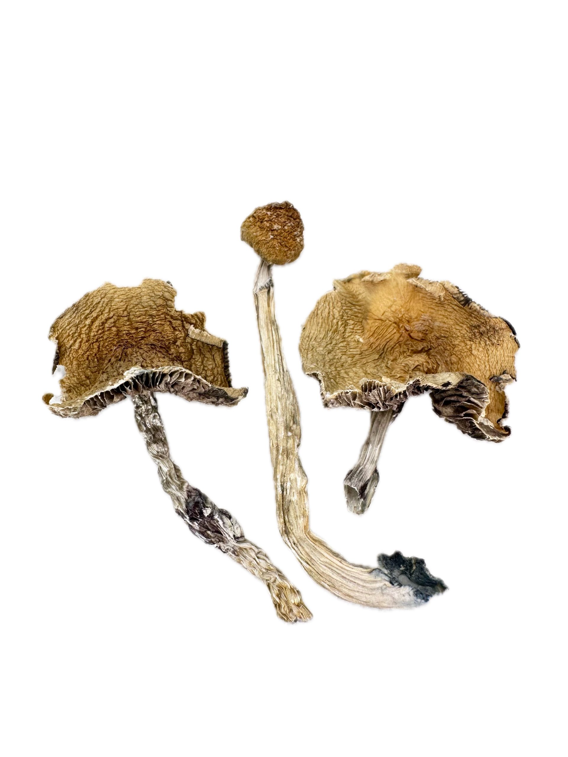 Emperor – Dry Mushrooms