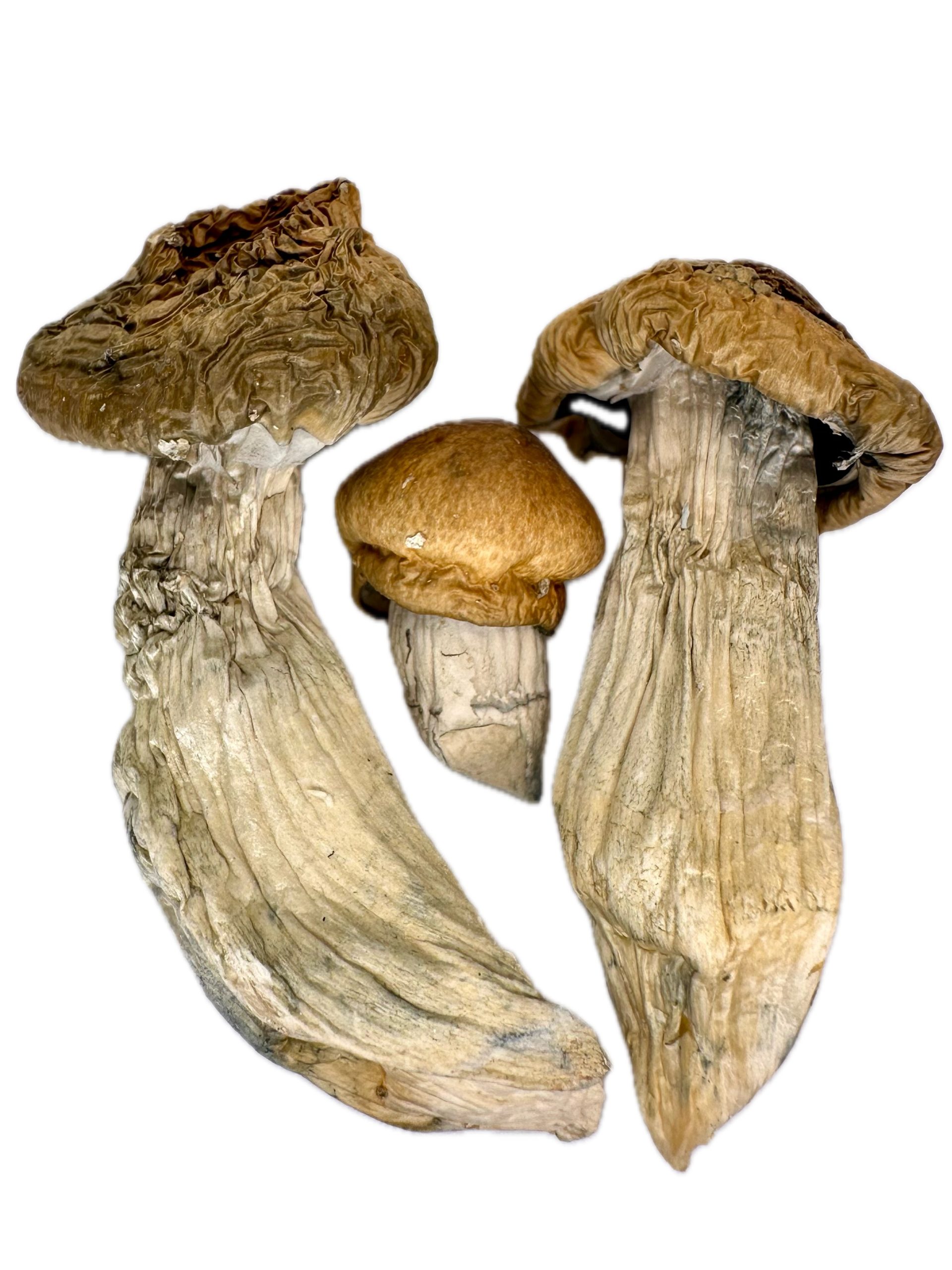 Trinity – Dry Mushrooms