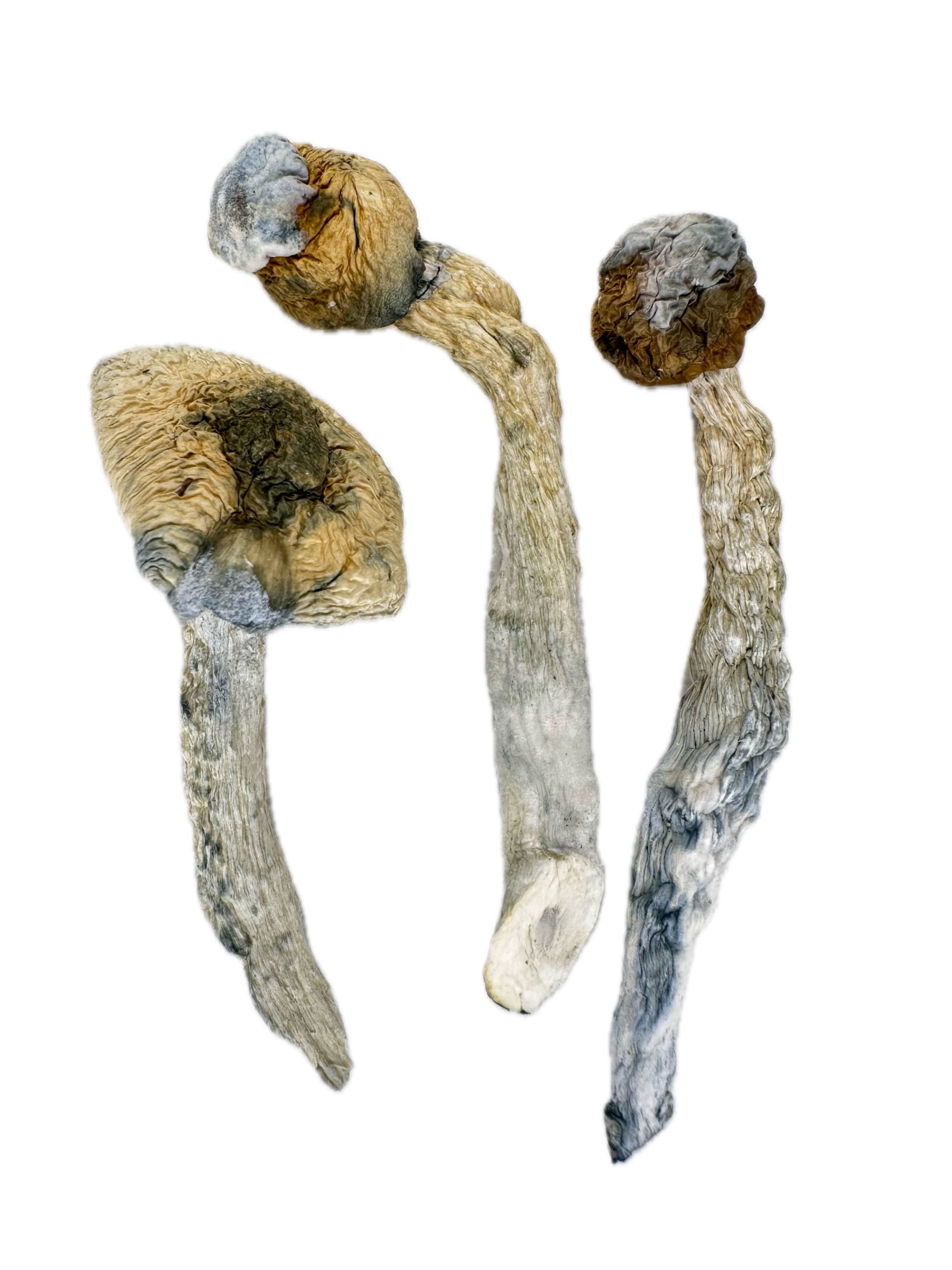 Full Metal Ghost – Dry Mushrooms