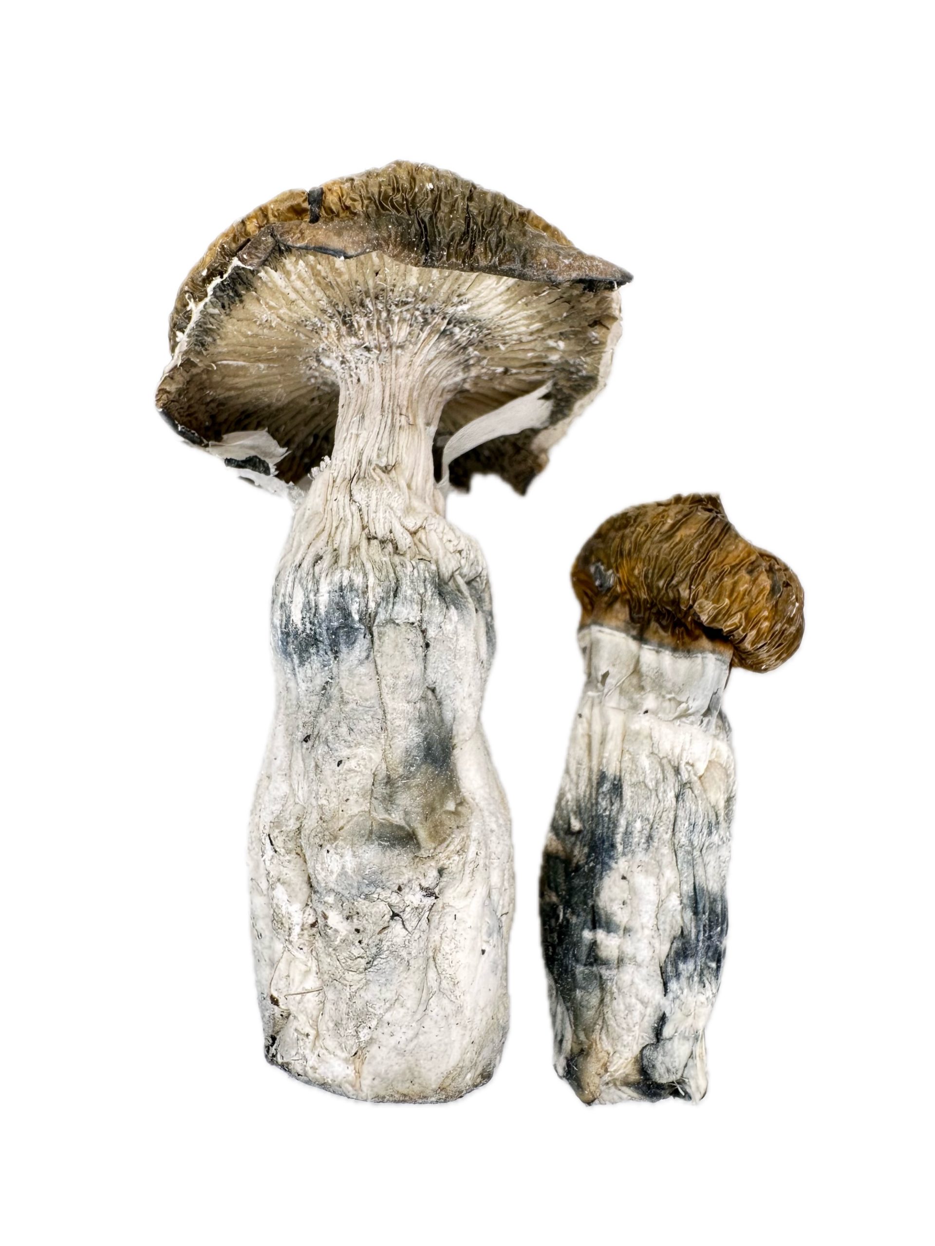 King Kong Penis Envy – Dry Mushrooms