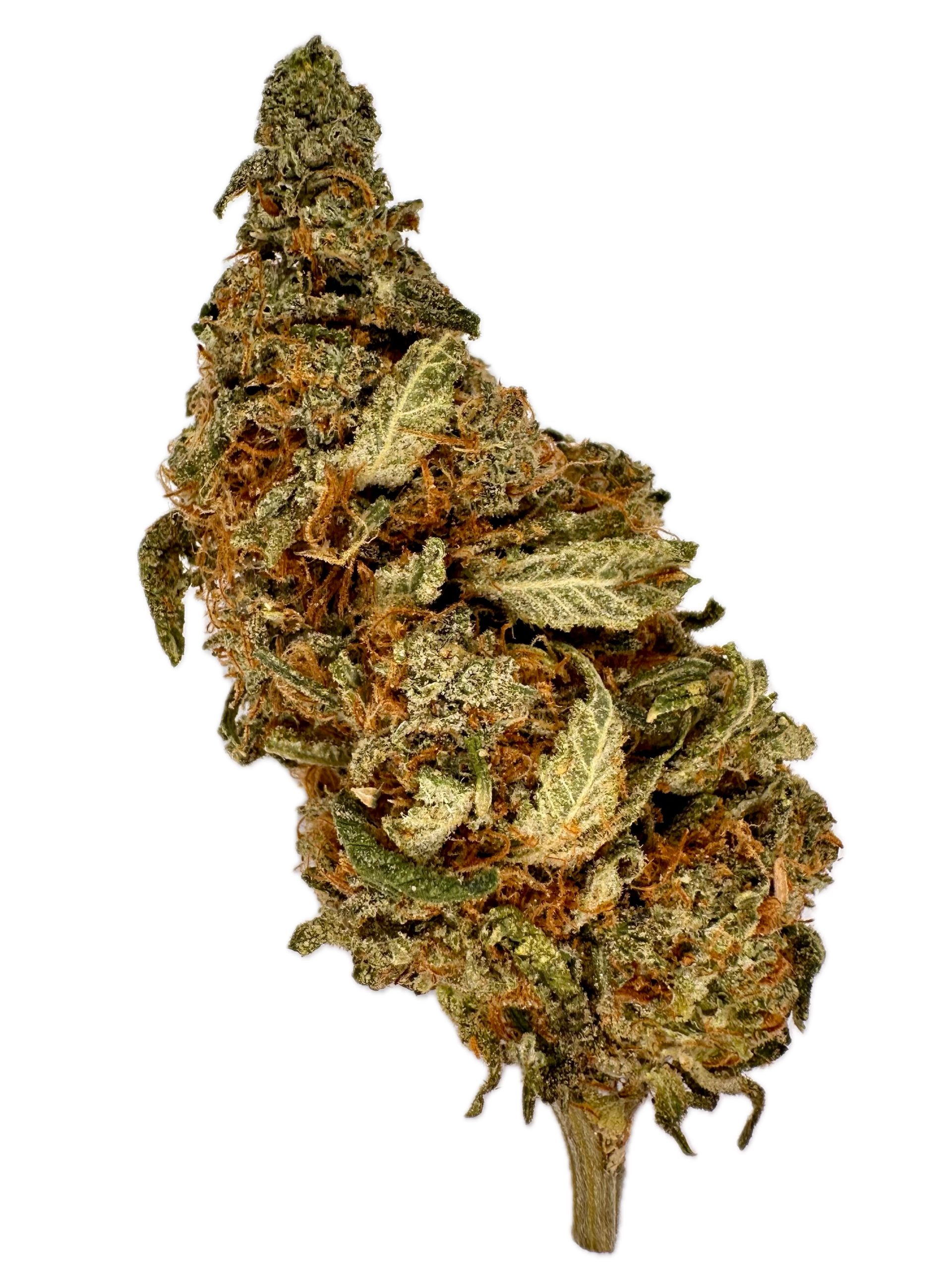 Morockin Kush – THC: 20% – Hybrid – 50% Sativa /50% Indica