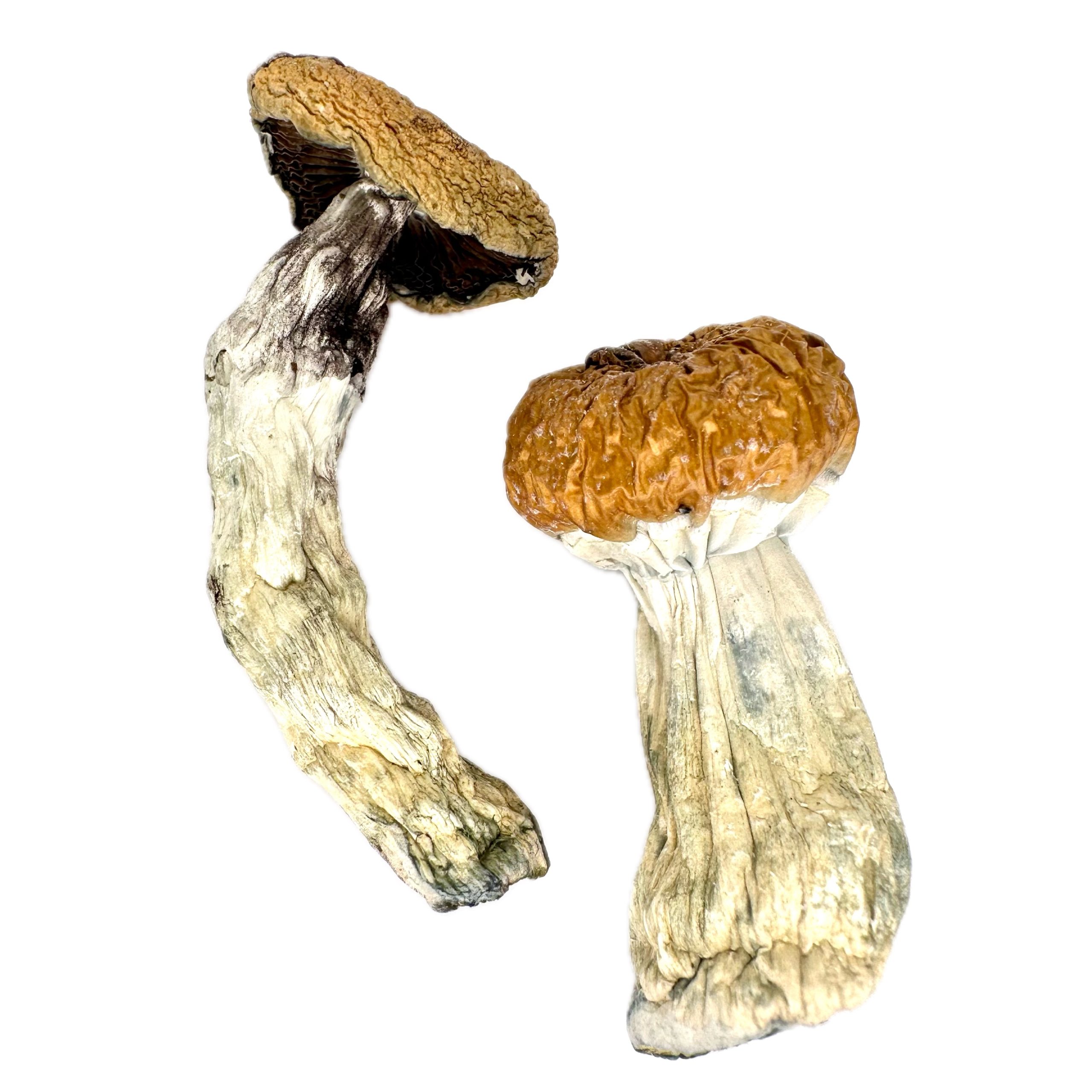 E.T of the fourth kind  – Dry Mushrooms