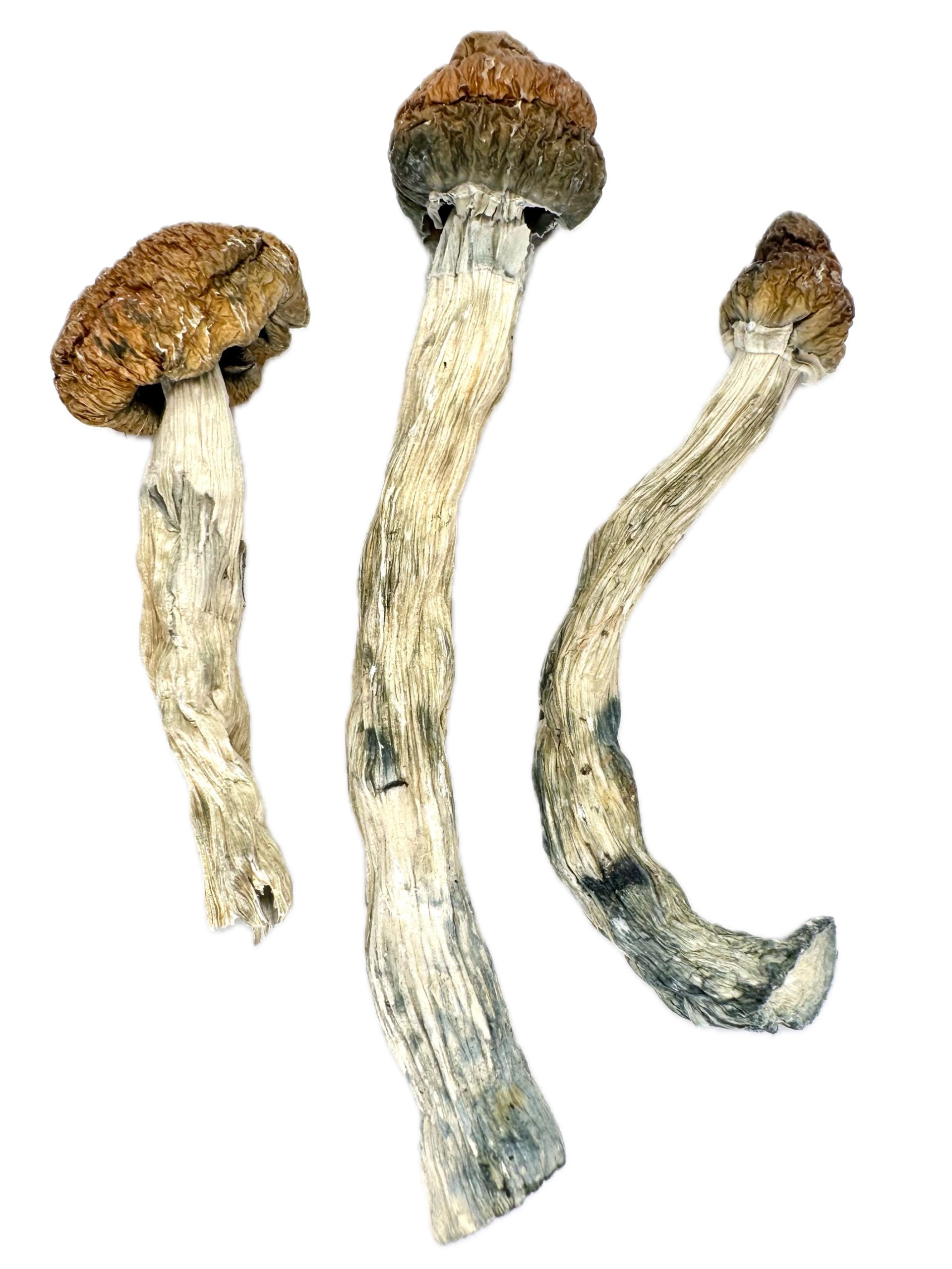 Gold Member  – Dry Mushrooms