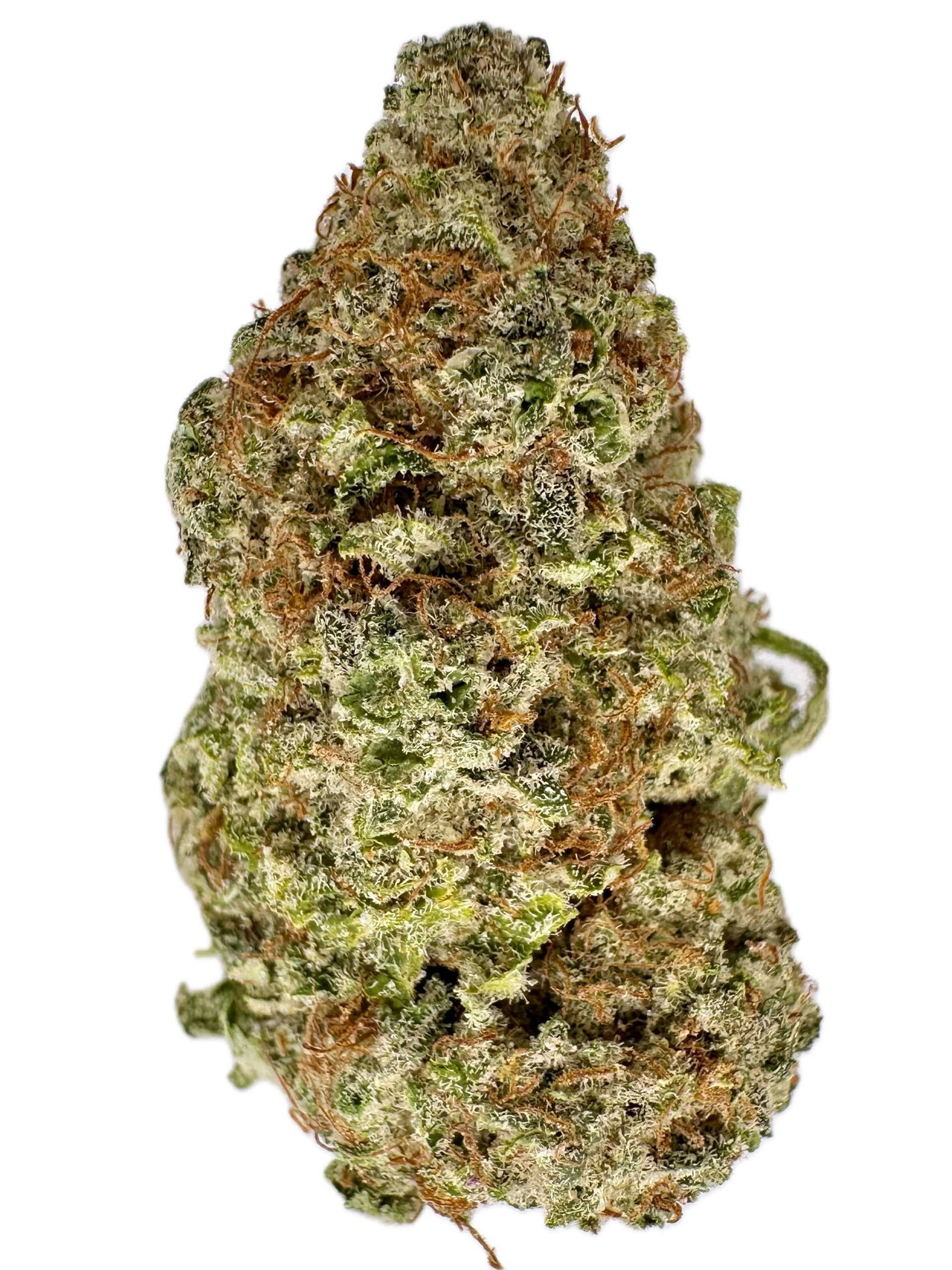 Moby Dick – THC: 20%- Sativa Dominant Hybrid – 75% Sativa / 25% Indica