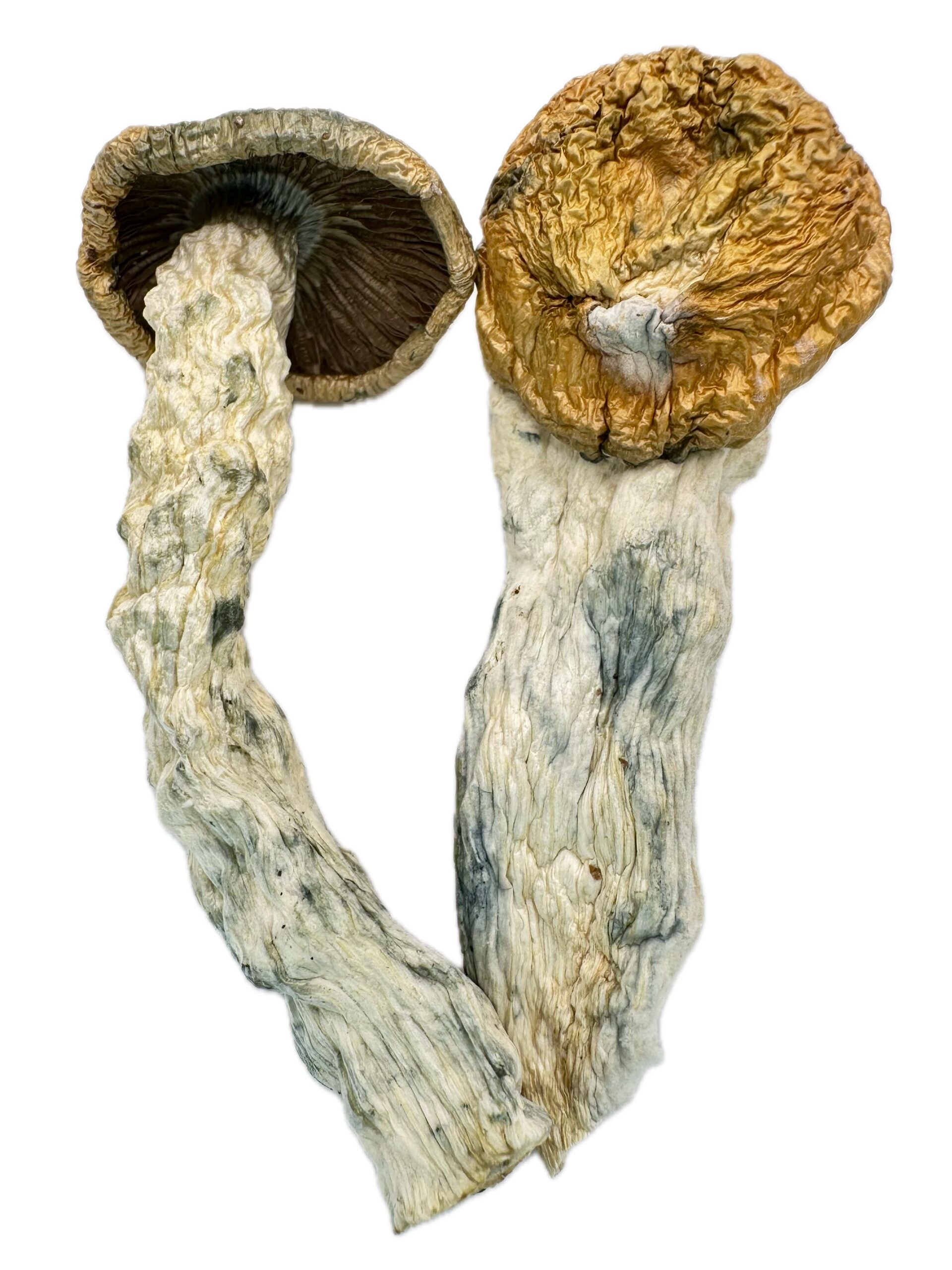 Wood Lovers Delight – Dry Mushrooms