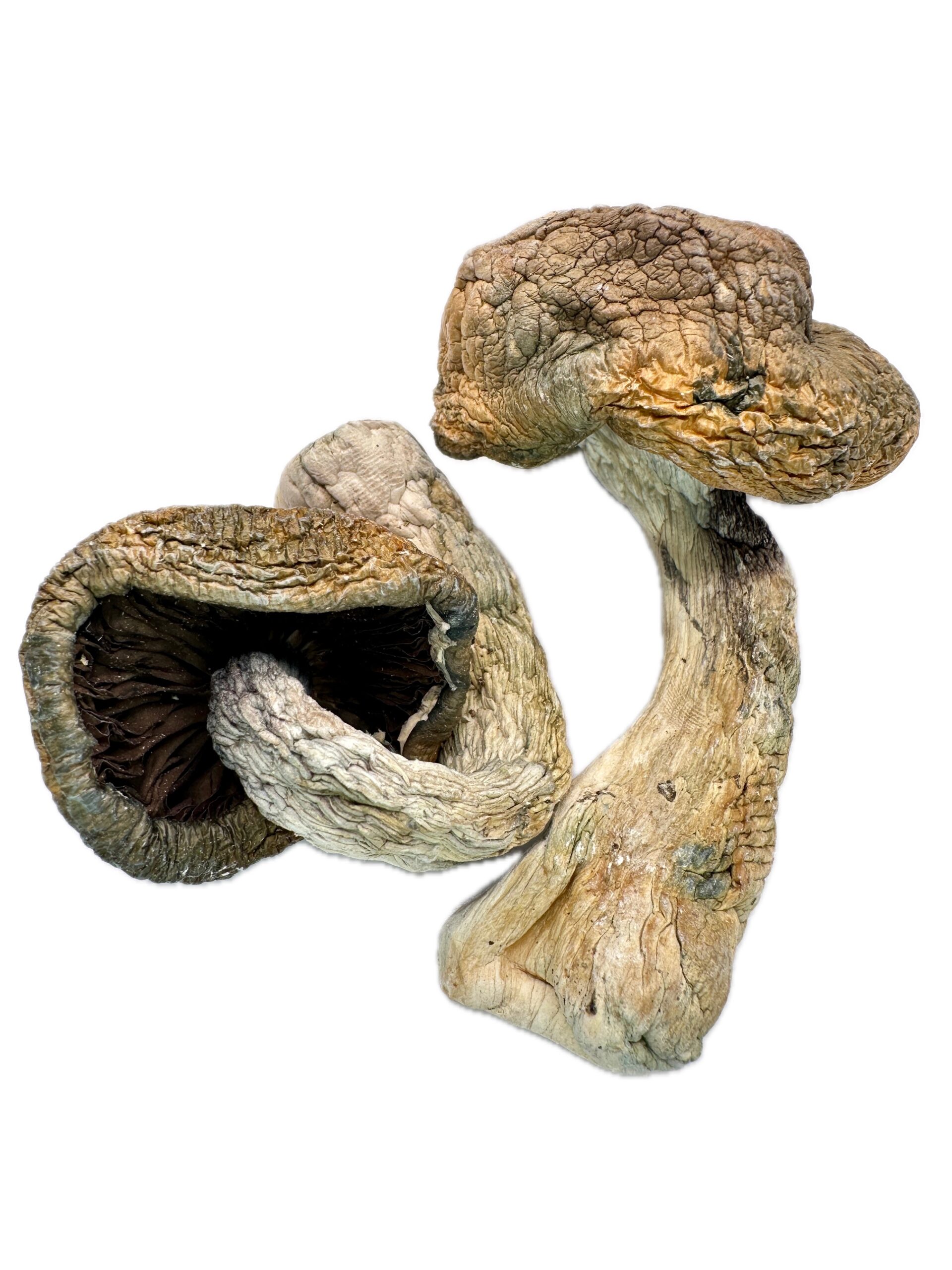 Code Blue – Dry Mushrooms