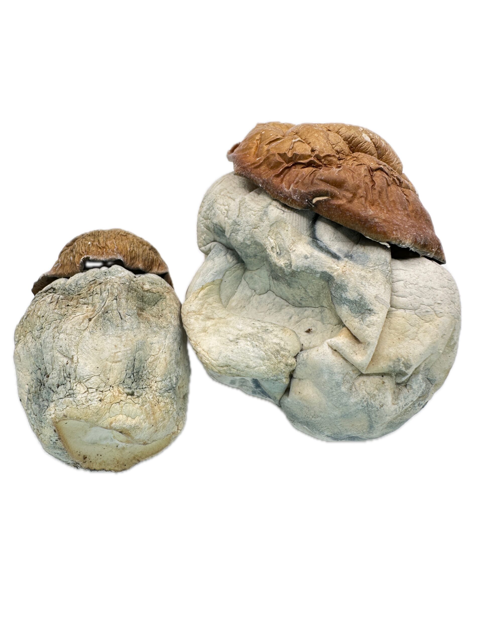 Texas Yellow Cap – Dry Mushrooms