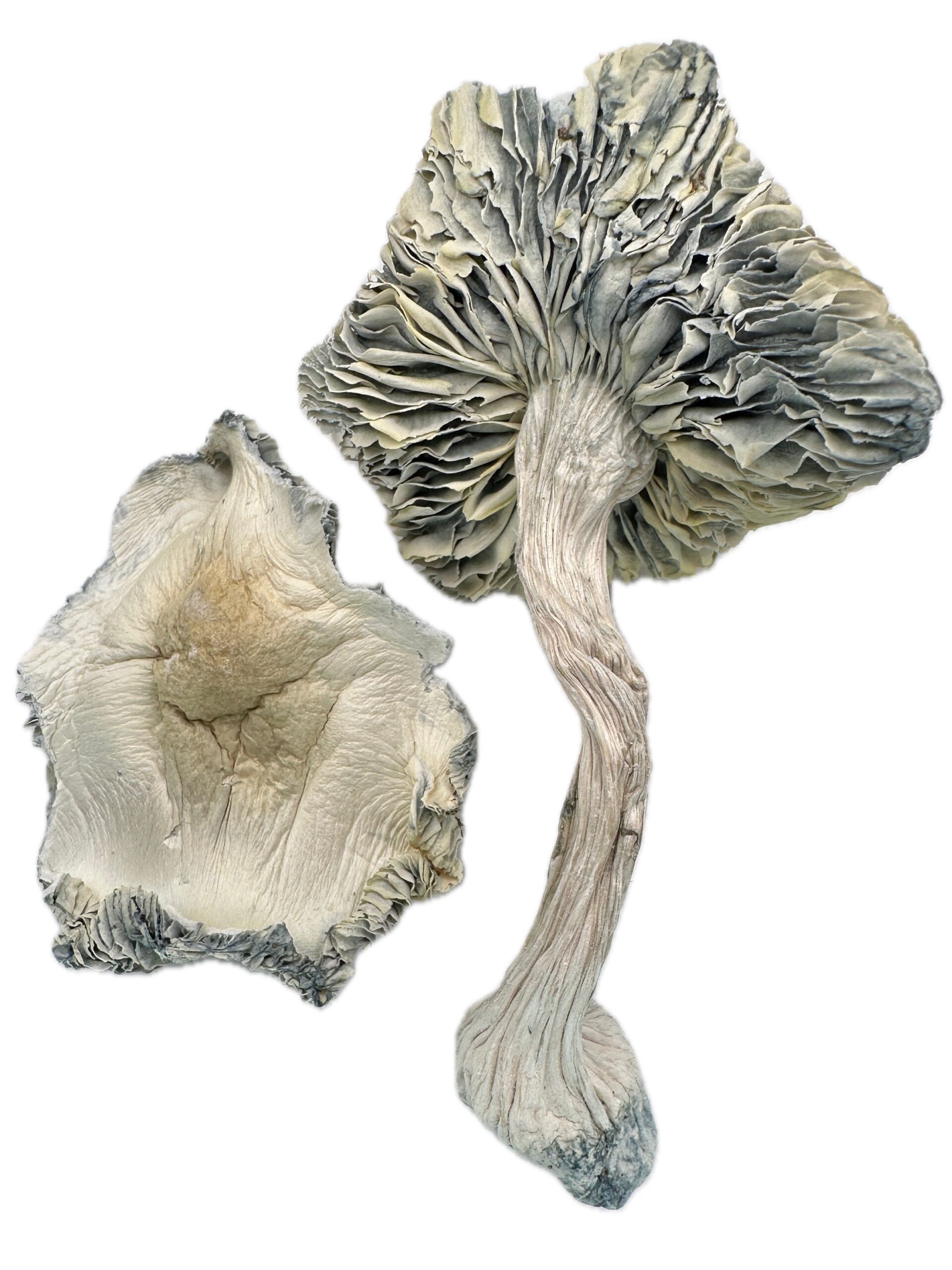 Albino Rollercoaster  – Dry Mushrooms