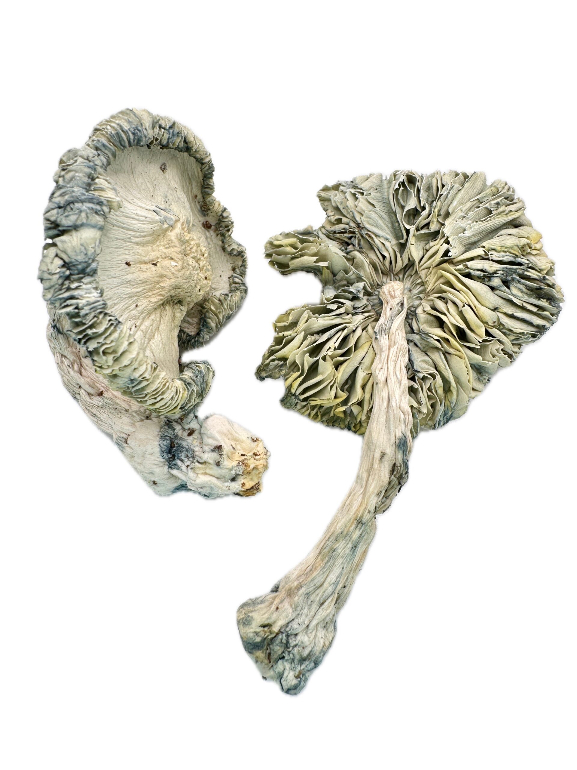 Albino Rollercoaster  – Dry Mushrooms