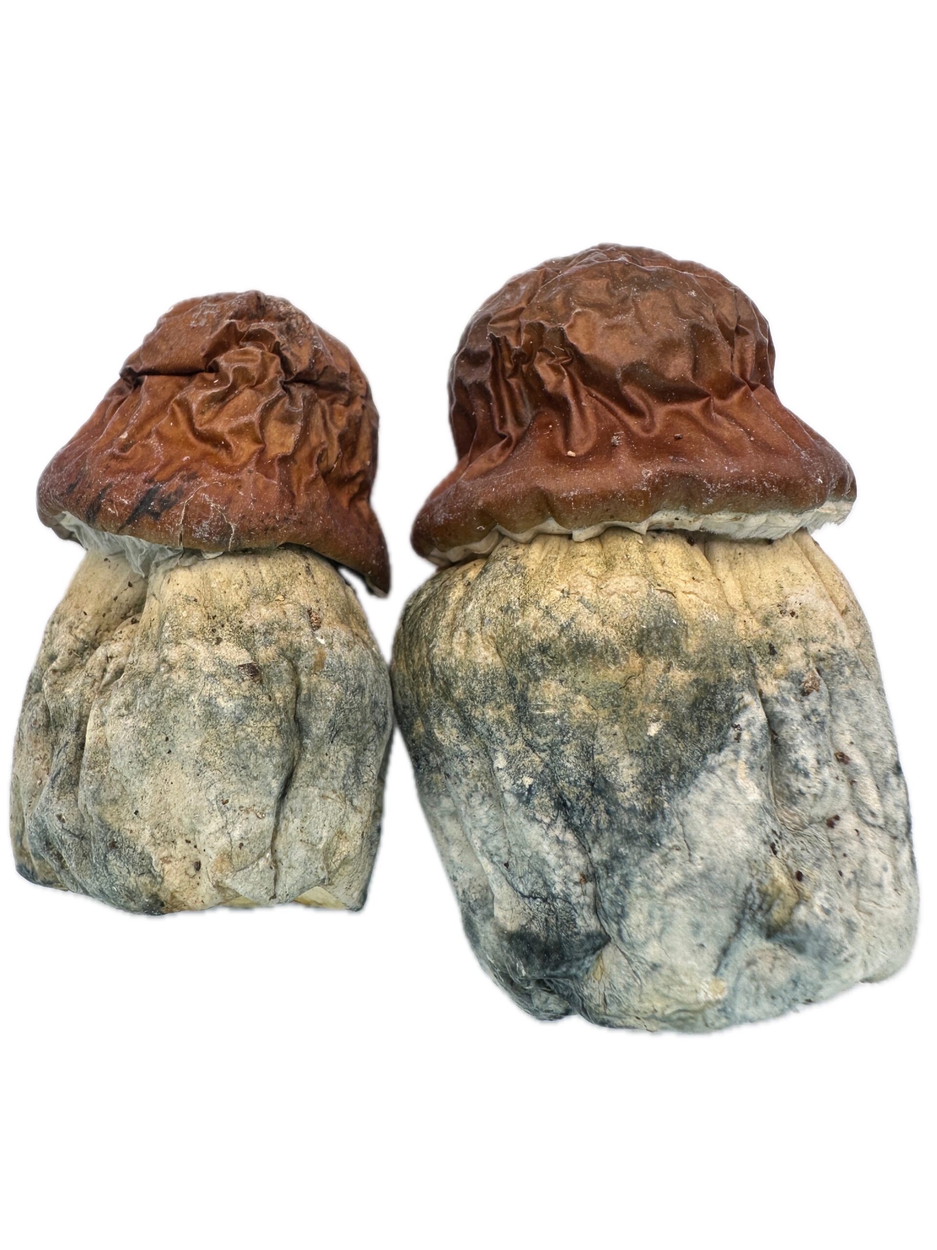 Blue Pulask  – Dry Mushrooms