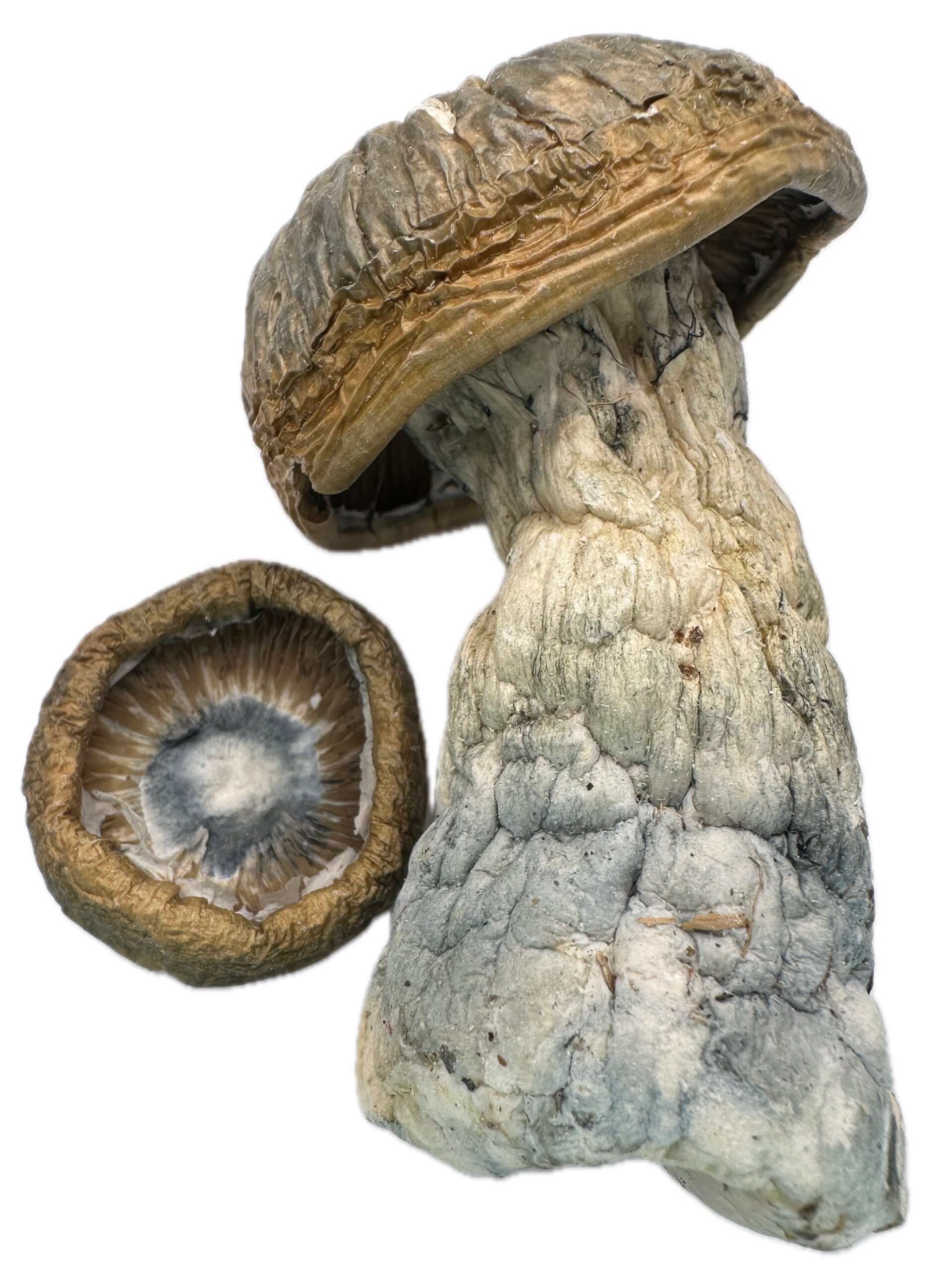 GC Thrasher  – Dry Mushrooms