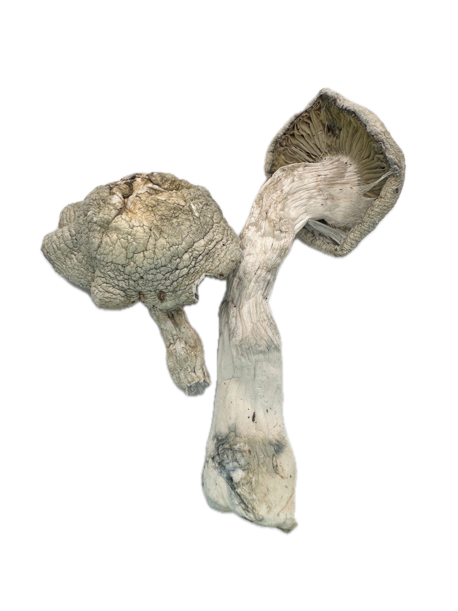 Snow White – Dry Mushrooms