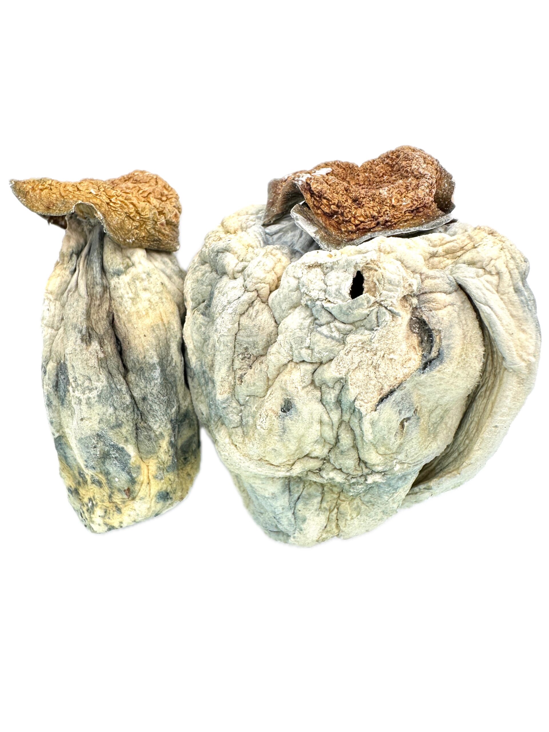 Gold Member – Dry Mushrooms