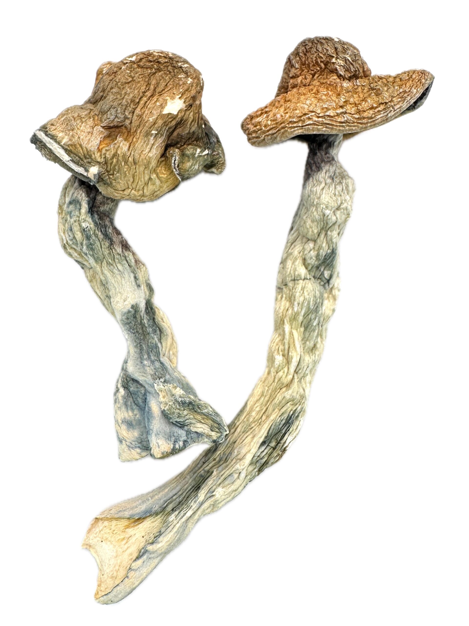 Star Gazer – Dry Mushrooms