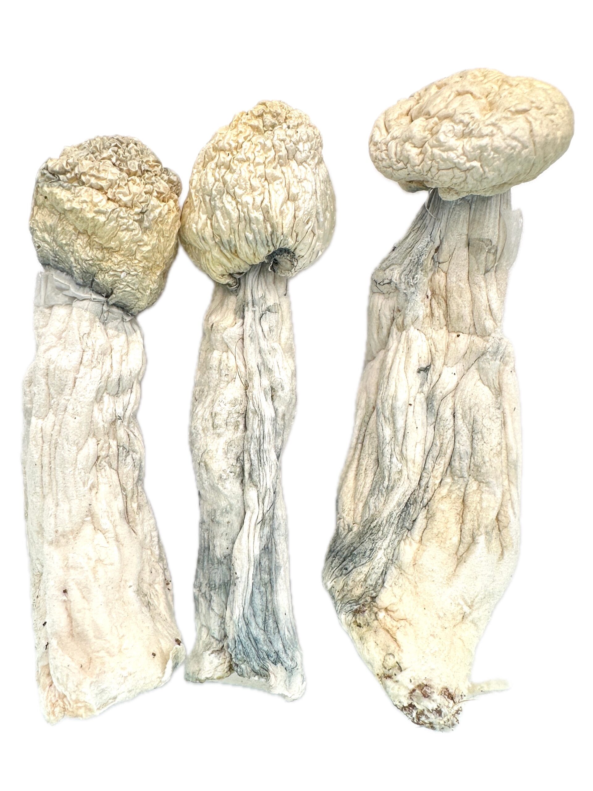 Yeti – Dry Mushrooms